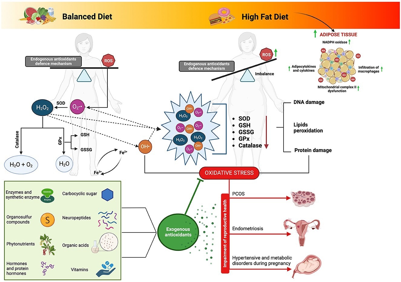 Biological matrices-derived antioxidants as dietary components: their influence on ovarian health and modulation of the complex interplay between high-fat diet-induced oxidative stress and reproductive function. Adipose tissue derived from a high-fat diet regimen can precipitate the production of reactive oxygen species (ROS) and subsequent oxidative stress through multifaceted pathways. Notably, the activation of nicotinamide adenine dinucleotide phosphate (NADPH) oxidase prompts ROS generation, fostering the upregulation of adipocytokines and cytokines, thus inciting inflammation and facilitating macrophage infiltration into adipose tissue. Furthermore, the heightened levels of ROS induce dysfunction within mitochondrial complex II, disrupting the electron transport chain and exacerbating ROS production. This intricate interplay underscores the pivotal role of oxidative stress in the pathophysiology of adipose tissue dysfunction amidst high-fat dietary habits. Connecting this phenomenon to fatty acid metabolism elucidates a complementary narrative, where electron transfer along the electron transport chain generates ROS as byproducts. Specifically, fatty acid metabolism within mitochondria serves as a prime site for ROS generation, with various complexes along the electron transport chain serving as key contributors. Consequently, the accrual of ROS can overwhelm endogenous antioxidant defenses, precipitating oxidative stress and consequent cellular damage. Such insights underscore the significance of biological matrices endowed with antioxidant properties, as they offer promising avenues for ameliorating the adverse effects of oxidative stress on physiological processes, including reproductive health. SOD, superoxide dismutase; GPx, glutathione peroxidase; GSSG, glutathione oxidase; GSH, glutathione reductase; ROS, reactive oxygen species; O2-•, superoxide; H2O2, hydrogen peroxide; OH•, Hydroxyl. Image created with Biorender.com.