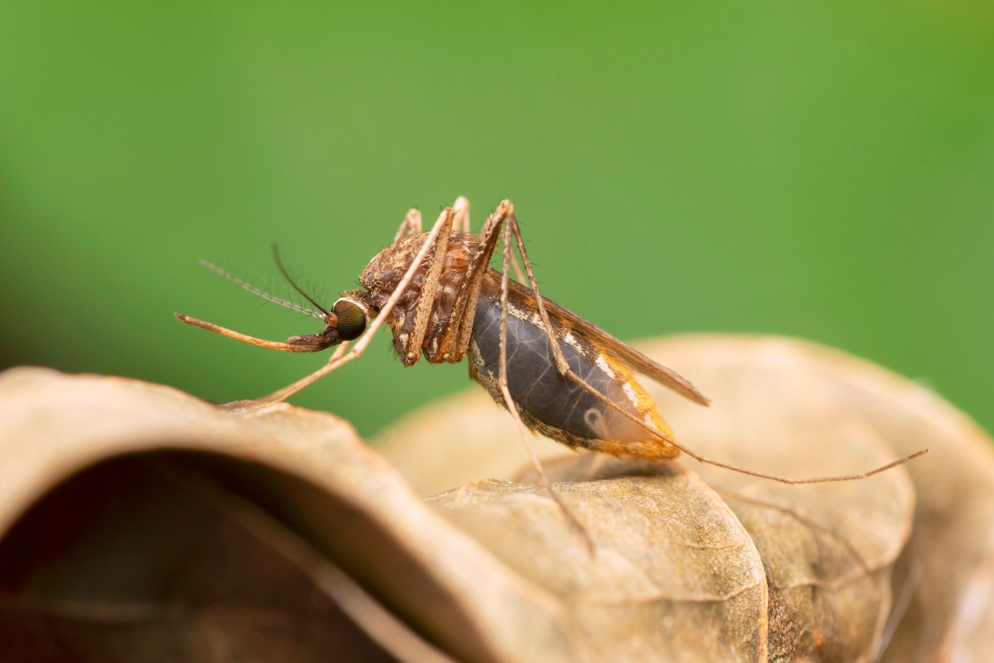 Study: Eliminating malaria vectors with precision-guided sterile males. Image Credit: RealityImages / Shutterstock