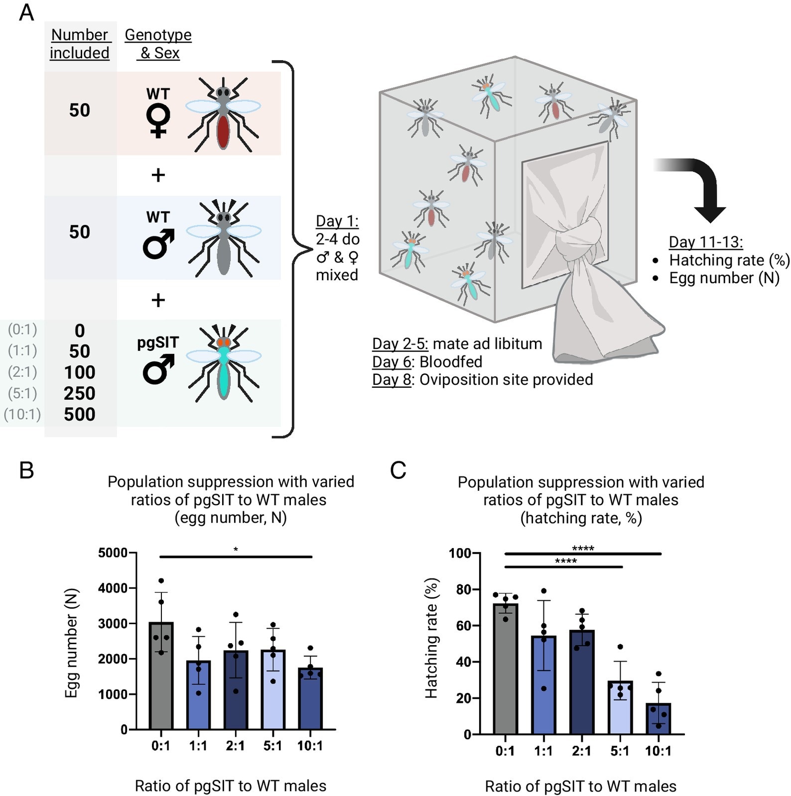 Population suppression following release of pgSIT males at different ratios to wild type. (A) Test suppression cages were established with 50 wild type males, 50 wild type virgin females, and either 0, 50,100, 250, or 500 pgSITD15 males (for the 0:1, 1:1, 2:1, 5:1, and 10:1 pgSIT:wild type male ratios respectively). After mating and blood feeding, the hatching rate was calculated for each cage. (B) The egg counts from population suppression assay cages. Groups 0:1 and 10:1 are significantly different (P < 0.05, Dunnett’s multiple comparisons). Mean and SD shown. (C) Population suppression as measured by the hatching rate (%) from cages suppressed by different ratios of pgSIT males to wild type males. Hatching rate is reported as the percent of eggs which hatched (n% = n 1-d-old larvae/n eggs laid). The 0:1 control group differs significantly with both the 5:1 (P < 0.001) and 10:1 (P < 0.001) groups (one-way ANOVA, Dunnett’s multiple comparisons test). Mean and SD shown. Created with Biorender.com.