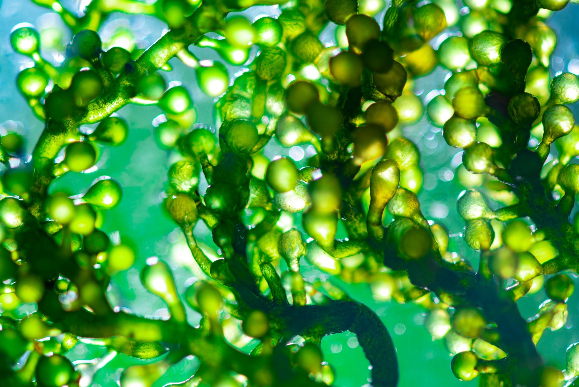 Study: Improving Undernutrition with Microalgae. Image Credit: Chokniti-Studio / Shutterstock