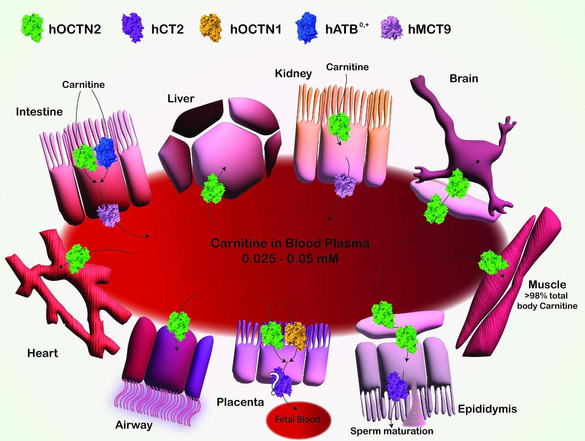 Schematic Representation of Carnitine Transport and Distribution in Various Tissues. Carnitine transport mediated by multiple SLCs is depicted with different colors. The transport of carnitine across epithelial cells of the intestine, kidney, and placenta, as well as into the liver, brain, heart, muscle, epididymis, and airway tissues, is shown. OCTN2 (Green): mediates carnitine transport by a sodium-dependent mechanism, which is not reported for the sake of clarity. CT2 (Purple): involved in carnitine transport, specifically in the epididymis, contributing to sperm maturation. OCTN1 (Yellow): Low-affinity carnitine transporter participates in carnitine transport in various tissues. ATB0,+ (Blue): mediates sodium and chloride-dependent transport of carnitine, not reported for the sake of clarity, in the intestine and other tissues. MCT9 (Pink): transporter associated with carnitine efflux through the basolateral membrane of absorption epithelia like intestine and kidney. Arrows indicate the direction of carnitine transport across cellular membranes. Image created using Adobe Illustrator. Human transporters are represented as space-fill models from AlphaFold