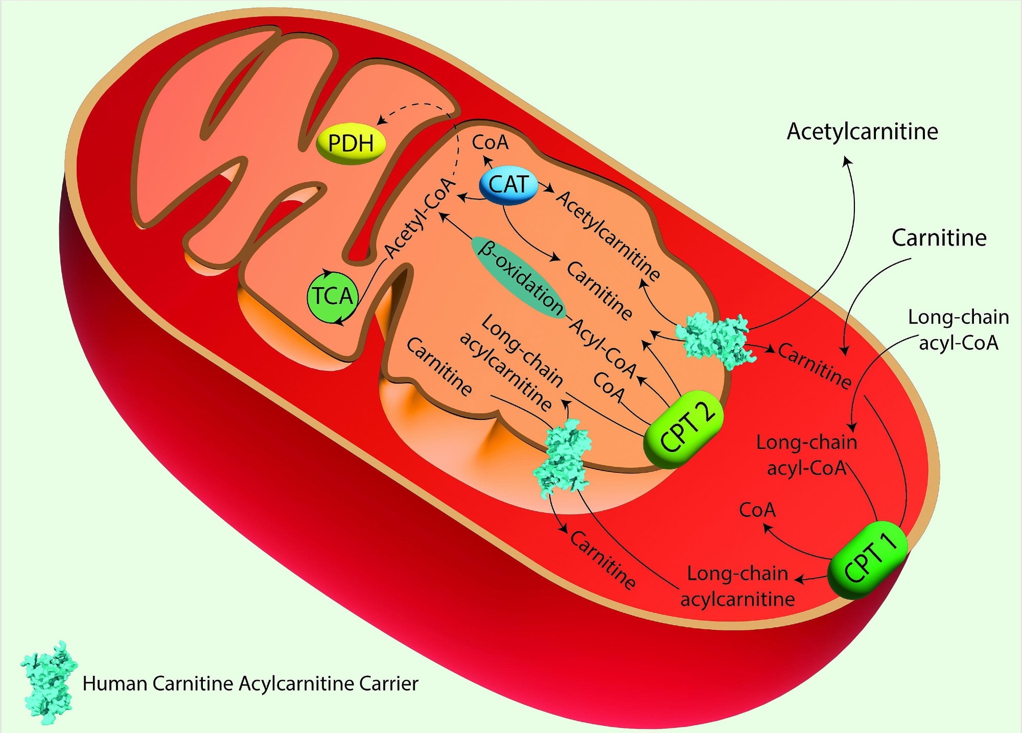 The Carnitine Shuttle in Mitochondrial Fatty Acid Oxidation. Acyl-CoA synthase catalyzes the conversion of long-chain fatty acids into fatty acyl-CoAs. These are then converted to acylcarnitines by Carnitine Palmitoyl Transferase 1 (CPT 1), which is located in the outer mitochondrial membrane. Acylcarnitines are transported across the inner mitochondrial membrane by the Carnitine/Acylcarnitine Carrier (CAC) in exchange for free carnitine. Once inside the mitochondrial matrix, Carnitine Palmitoyl Transferase 2 (CPT 2), located on the inner mitochondrial membrane, converts acylcarnitines back into acyl-CoAs and free carnitine. The free carnitine is transported to the cytosol by the CAC, and it can be recycled by CPT 1. The acyl-CoAs imported into the mitochondrial matrix through the carnitine shuttle are subjected to β-oxidation, producing acetyl-CoA, which can then enter the TCA. Image created using Adobe Illustrator. hCAC is represented as space fill model from AlphaFold prediction